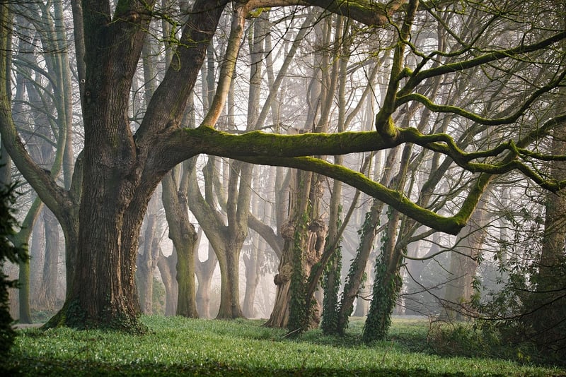 Secret Garden